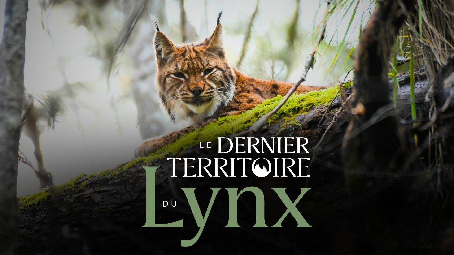 Le dernier territoire du lynx